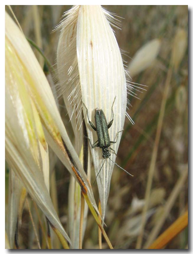 Oedemera nobilis